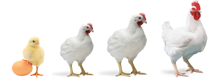 دستگاه تصفیه آب در صنعت مرغداری جوجه از بدو تولد تا تبدیل شده به مرغ و اهمیت آب تصفیه شده برای رشد در مرغداری